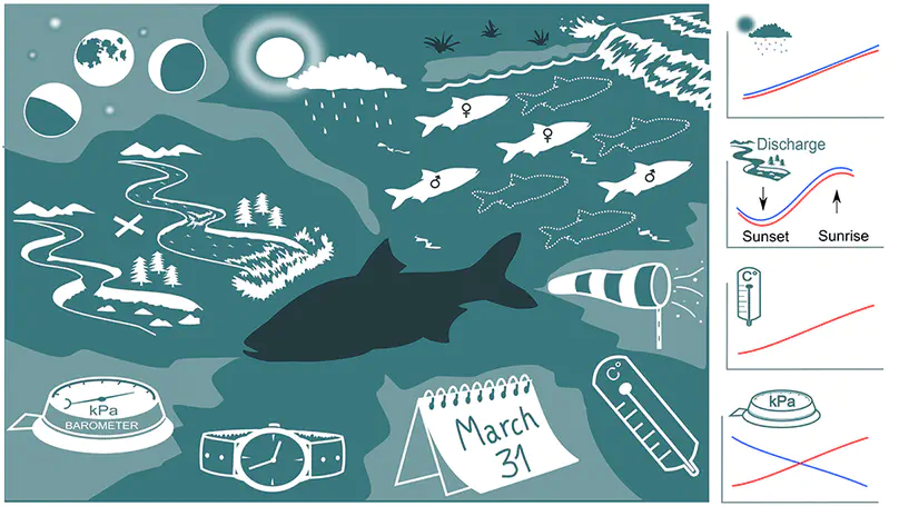 Diverse environmental cues drive the size of reproductive aggregation in a rheophilic fish
