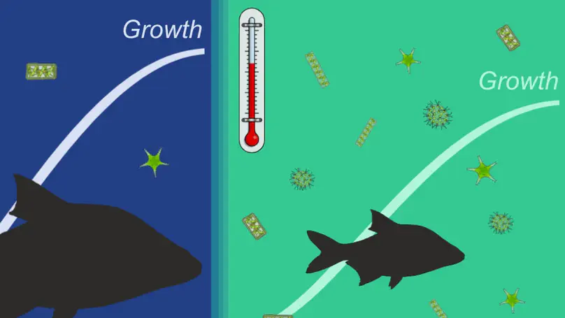 Multi-decade analysis revealed the worsening of growth conditions of a generalist cyprinid fish in a temperate ecosystem