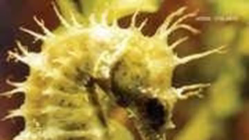 Feeding association between reef fishes and the fire coral Millepora spp. (Cnidaria: Hydrozoa)