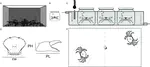 Influence of temperature on intraspecific, unbalanced dyadic contests between crabs