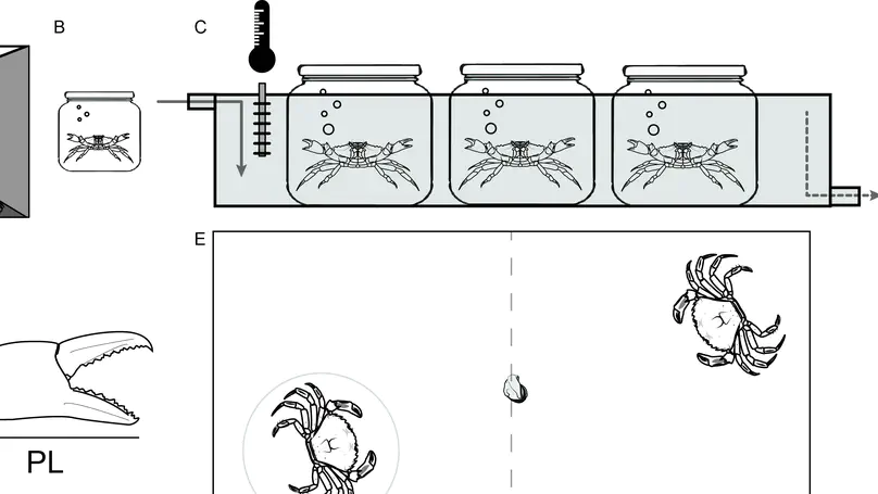 Influence of temperature on intraspecific, unbalanced dyadic contests between crabs