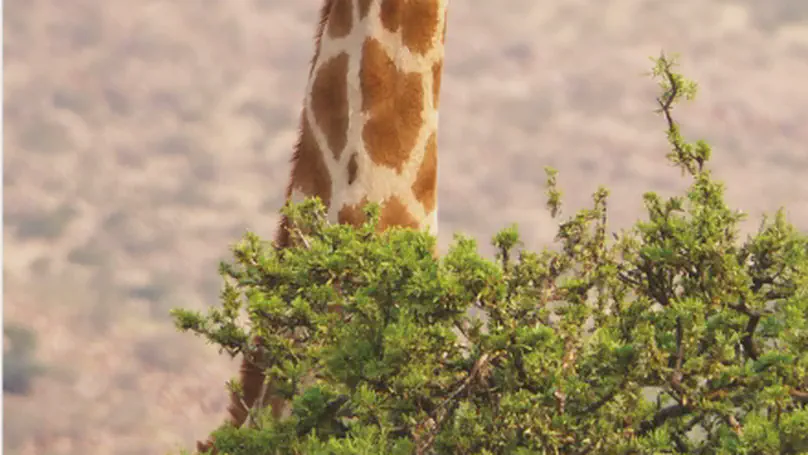 A digital twin for real-time biodiversity forecasting with citizen science data