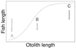 Ontogenetic and interpopulation differences in otolith shape of the European perch (Perca fluviatilis)