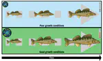 Somatic growth of pikeperch (Stizostedion lucioperca) in relation to variation in temperature and eutrophication in a Central Europe Lake