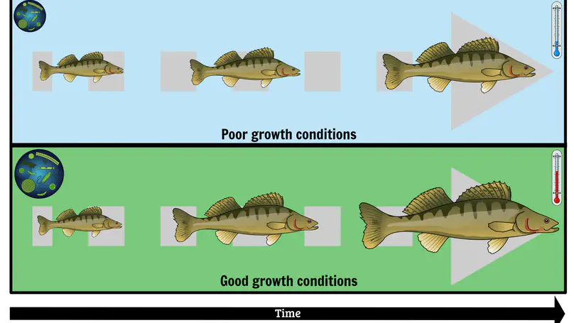 Somatic growth of pikeperch (Stizostedion lucioperca) in relation to variation in temperature and eutrophication in a Central Europe Lake